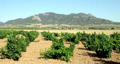 Tecnovino Feaga sector vitivinicola