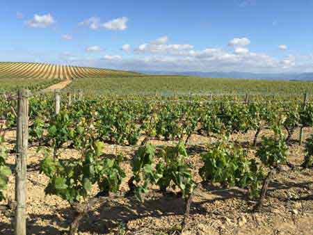 Tecnovino Rioja Alavesa vinos 2