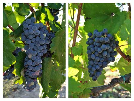 Tecnovino Bodegas Torres variedades moneu y gonfaus