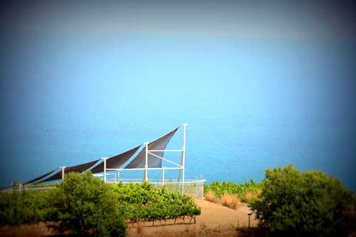 Tecnovino bodega de vinos naturales de Alta Alella 4