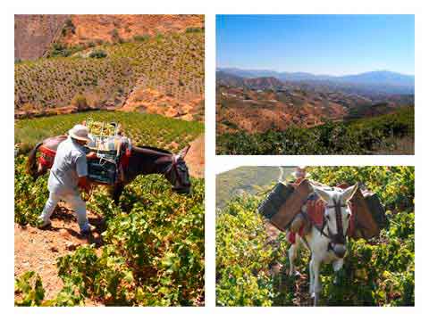 Tecnovino vinas mas viejas Bodegas Jorge Ordonez 2