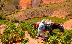 Tecnovino vinas mas viejas Bodegas Jorge Ordonez