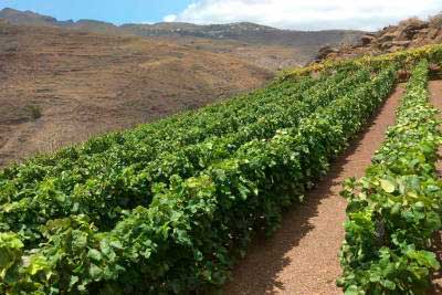 Tecnovino Concurso Internacional de los Vinos de Montana 2