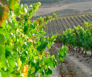 Tecnovino la vid y el vino encuentro Valencia