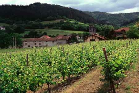 Tecnovino regimen de plantacion de vinedos Magrama ayudar al sector del vino