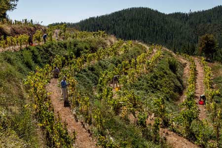 Tecnovino vino chileno Escaleras de Empedrado Torres 3