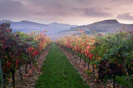 Tecnovino bodegas vendimia Bodega Otazu