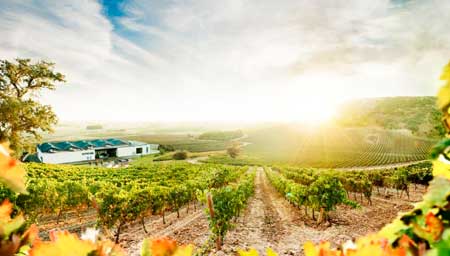 Tecnovino bodegas vendimia Cepa 21