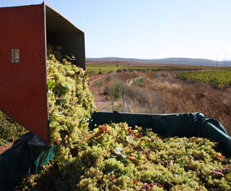 Tecnovino bodegas vendimia Tierras de Mollina