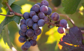 Tecnovino exportaciones de vino Comunidades