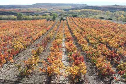 Tecnovino plaguicidas en los vinedos Rioja