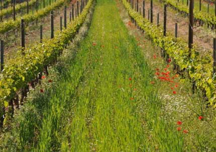 Tecnovino simposio viticultura y enologia ecologica Incavi