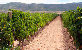 Tecnovino DO Utiel Requena y Alicante Valencia 280x170