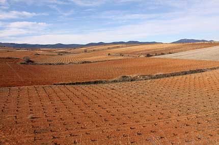 Tecnovino vinedo en Espana plantacion UPA