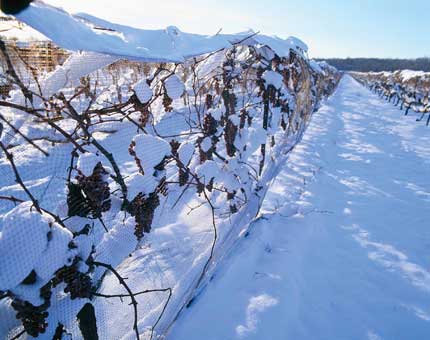 Tecnovino Prowein 2016 Canada Ontario 1