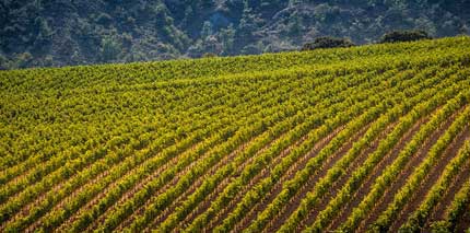 Tecnovino Bodegas Torres facturacion 2015 1