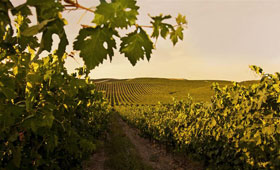 Tecnovino Grupo Principe de Viana Climavin cambio climatico 280x170