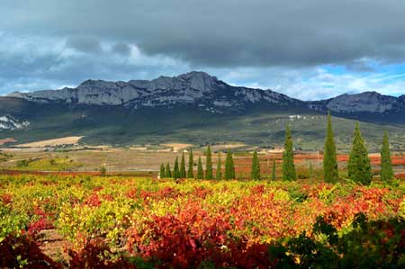 Tecnovino variedades de vid La Rioja Alta 1