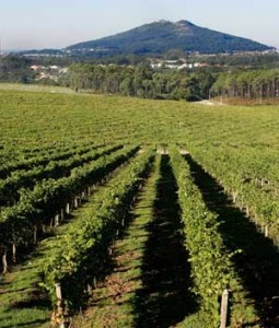 Tecnovino variedades de vid La Rioja Alta 2