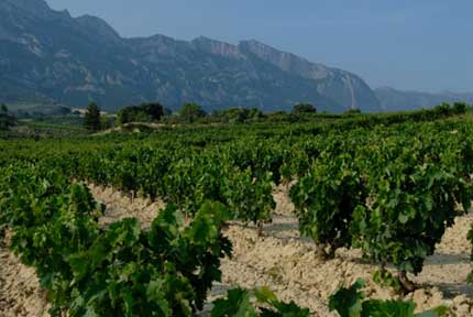 Tecnovino variedades de vid La Rioja Alta 3