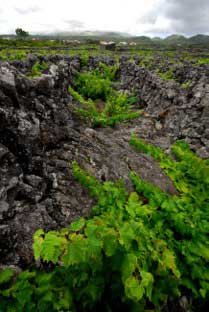 Tecnovino Concurso Internacional de Vinos del Atlantico Azores 2