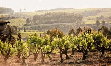 Tecnovino Cava de Paraje Calificado DO Cava 2