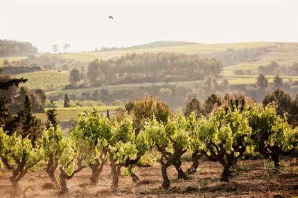 Tecnovino Cava de Paraje Calificado DO Cava 2