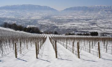 Tecnovino DO Costers del Segre sostenibilidad 2