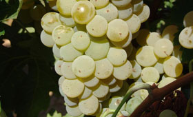 Tecnovino efecto del riego aroma de la uva blanca Cicytex 280x170