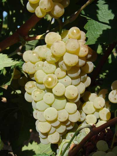 Tecnovino efecto del riego aroma de la uva blanca Cicytex