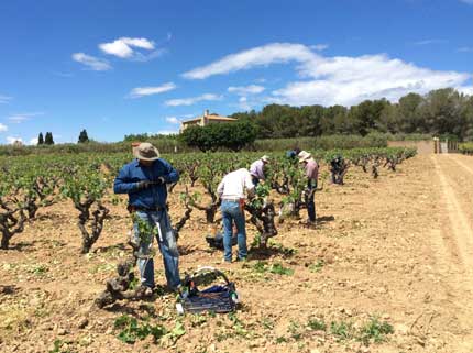 Tecnovino tinta Moneu Bodegas Torres 1