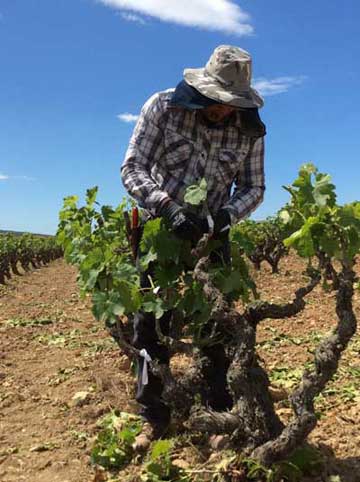 Tecnovino tinta Moneu Bodegas Torres 2