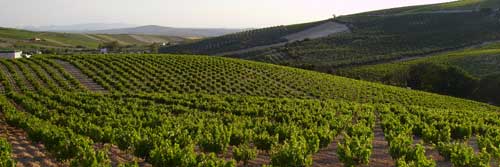 Tecnovino mildiu en la vid Montilla Moriles