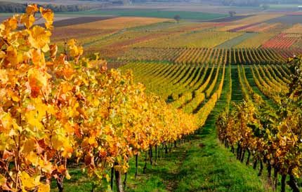 Tecnovino seguro agrario vinedo Espana