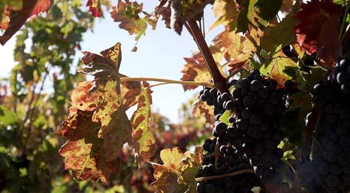 Tecnovino Bodegas Montecillo vino de Rioja 2