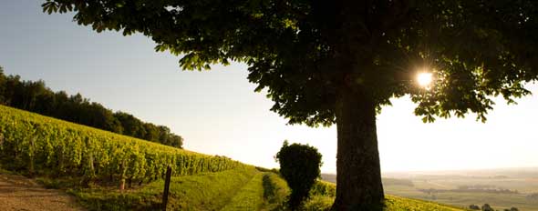 Tecnovino Congreso Mundial de la Vina y el Vino 1