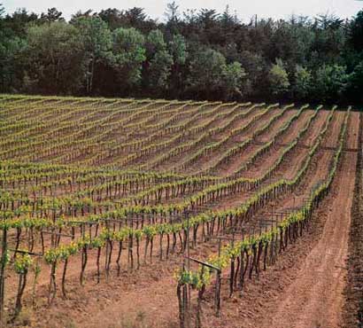 Tecnovino nuevas plantaciones de vinedo