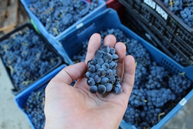 Ruta del Vino Sierra de Francia exportaciones de vino en 2022