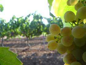 el impacto del riego en la calidad de los vinos elaborados con uva blanca Macabeo