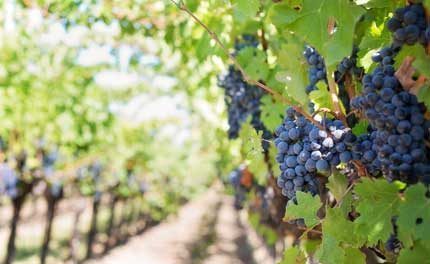 Tecnovino autoconsumo energético en las bodegas