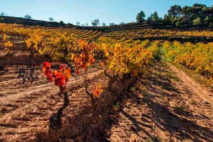 Tecnovino Abadia de Poblet proyecto enologico 4