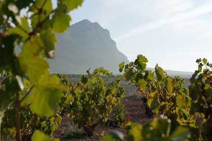 Tecnovino vinos Ternario Bodegas Venta la Vega 4