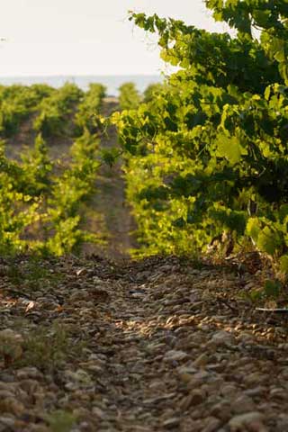 Tecnovino vino Camino de Magarin Bodega Magarin vinedo