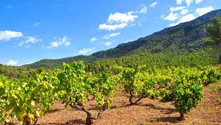 Tecnovino producción vitivinícola sostenible Life Priorat Montsant 1