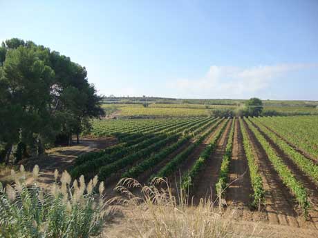 Tecnovino equipos de bodega Escrapalia 1