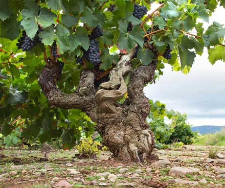 Tecnovino Gomez Cruzado vinedo Alto Najerilla