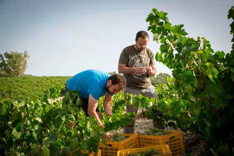 Tecnovino Bodegas Alvear Envinate 3 Miradas 2