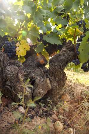 Tecnovino Marques de Riscal Vinas Viejas vino rosado 2