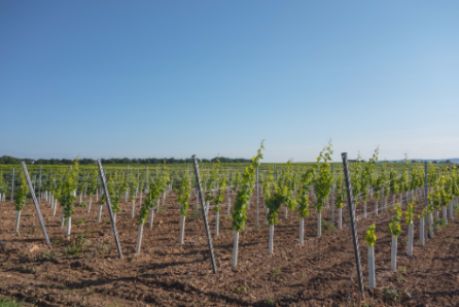 Tecnovino nuevas plantaciones