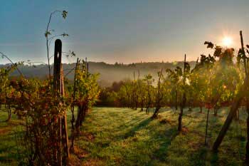 Tecnovino recurso nuevas plantaciones de vinedo